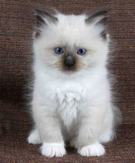 Ragdolls are commonly referred to as gentle giants and the cats for dog people due to their large size, trust in humans, and social nature. . Ragdoll kitten for adoption near me